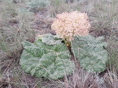 Rheum tataricum