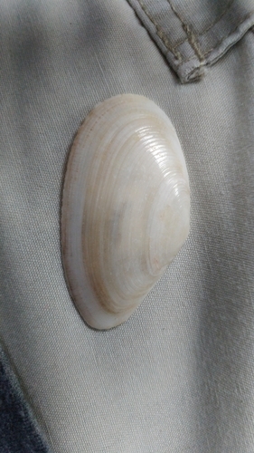 Eurytellina alternata