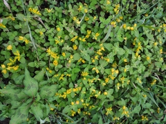 Lysimachia congestiflora