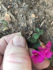 Oxalis eckloniana-nidulans