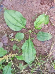 Plantago depressa