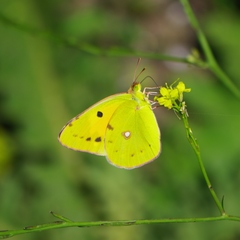 Colias croceus