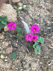 Oxalis eckloniana-nidulans