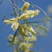 Mariosousa heterophylla - Photo (c) Bodo Nuñez Oberg,  זכויות יוצרים חלקיות (CC BY-NC), הועלה על ידי Bodo Nuñez Oberg