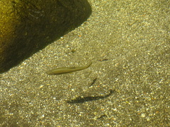 Pseudochondrostoma polylepis