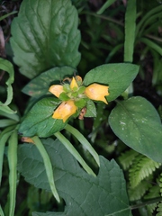 Lysimachia congestiflora