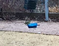 Mimus polyglottos