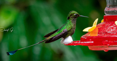 Booted Racket-Tail photo 2