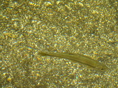 Pseudochondrostoma polylepis