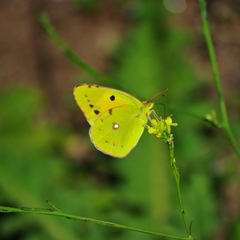 Colias croceus