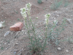 Erysimum leucanthemum