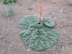 Rheum tataricum