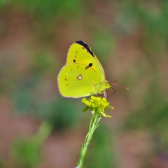 Colias croceus