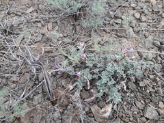 Astragalus arcuatus