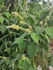 Mallotus apelta