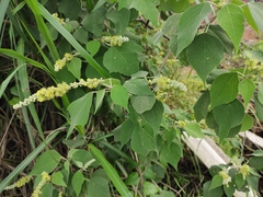 Mallotus apelta