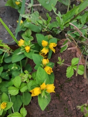 Lysimachia congestiflora