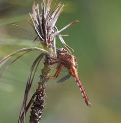 Crocothemis erythraea