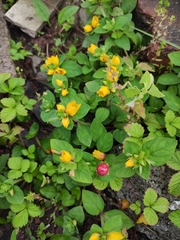 Lysimachia congestiflora