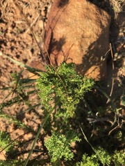 Ursinia dentata