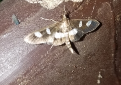 Desmia maculalis