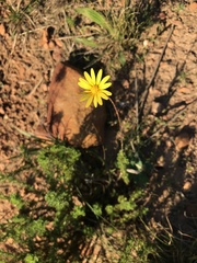 Ursinia dentata