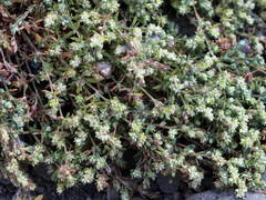 Paronychia illecebroides