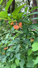 Oemleria cerasiformis