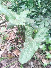 Arum italicum