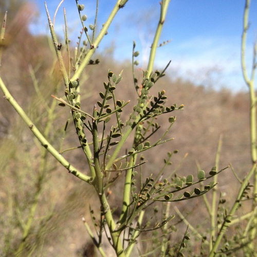 Parkinsonia microphylla Torr.