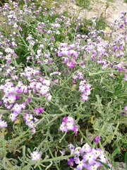 Matthiola sinuata