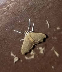 Sericoplaga externalis