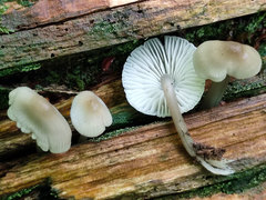 Mycena galericulata galericulata