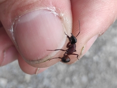 Camponotus ligniperda
