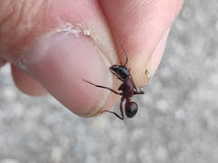 Camponotus ligniperda