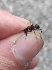 Camponotus ligniperda