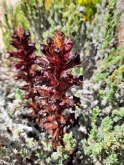 Orobanche foetida