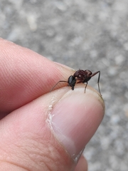 Camponotus ligniperda