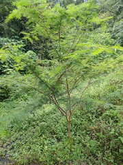 Vachellia campechiana