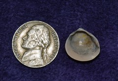 Laevicardium mortoni