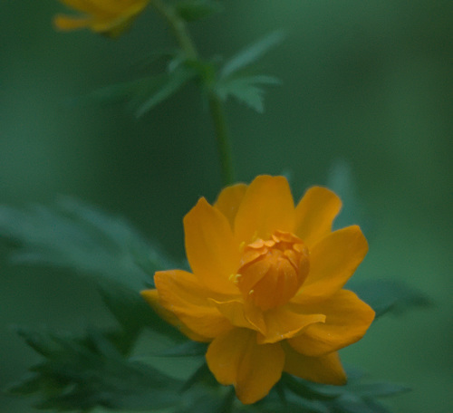 Trollius asiaticus, photograph 2