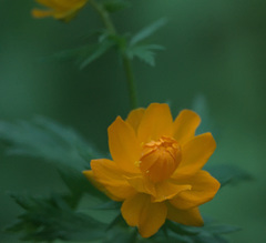 Trollius asiaticus, photograph Pavel Komkov, CC BY, iNaturalist via GBIF