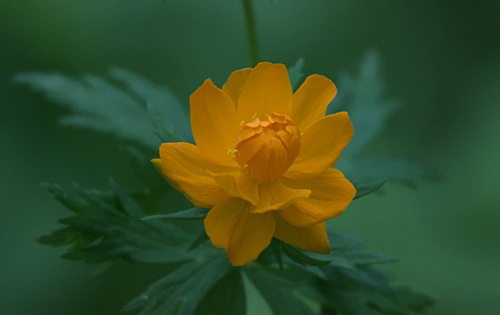Trollius asiaticus, photograph 1