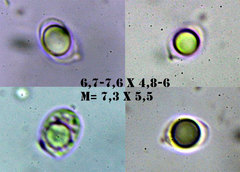 Mycena galericulata galericulata