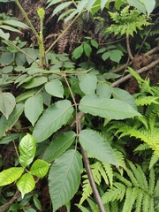 Aralia chinensis