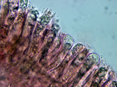 Mycena galericulata galericulata