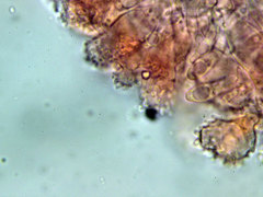 Mycena galericulata galericulata