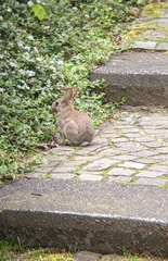Oryctolagus cuniculus