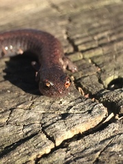 Batrachoseps major major