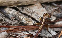Orthetrum azureum